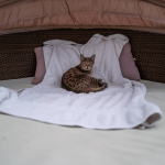 pipi de chat sur matelas: une serviette de bain